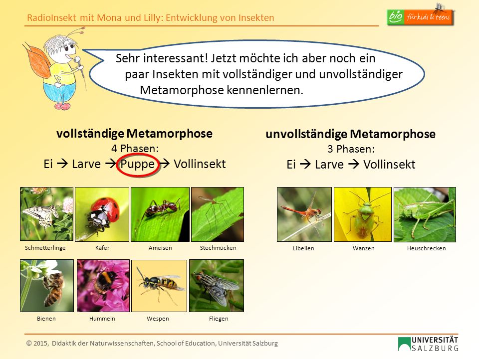 Die vier Phasen des Dating